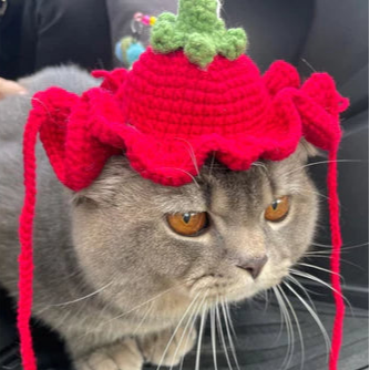 Tomato Cat Beanie Crochet Pattern